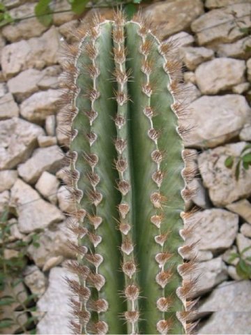 Pachycereus_pecten